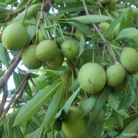 Madhuca longifolia (J.Koenig ex L.) J.F.Macbr.